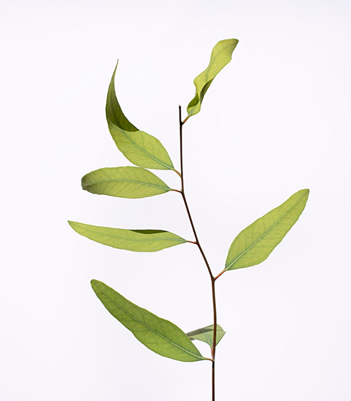 eucalipto verde