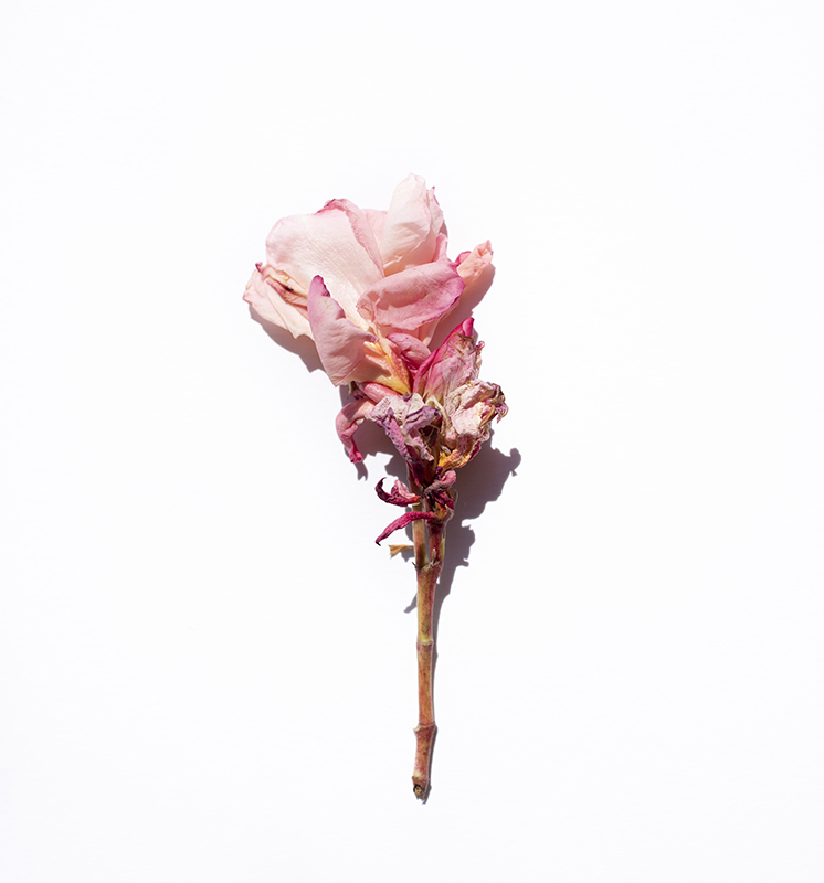 Botánica flor rosa secándose