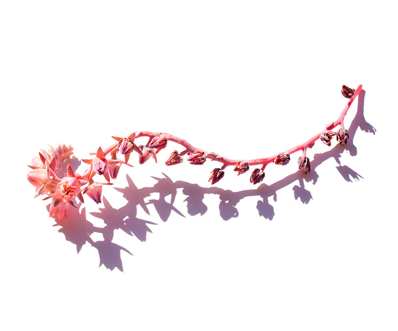 flor de suculenta de color rosa