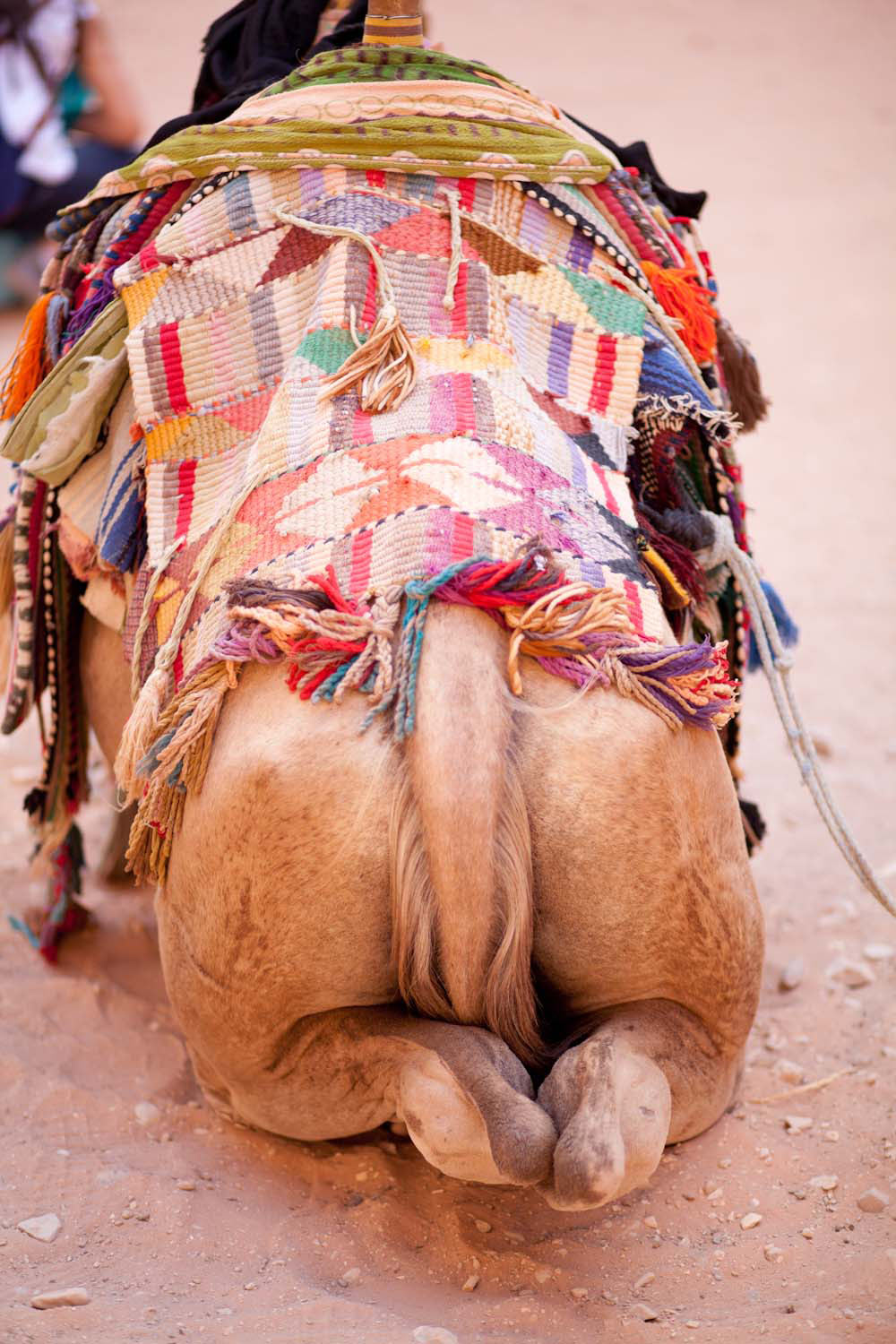 culo de camello sentado en Petra