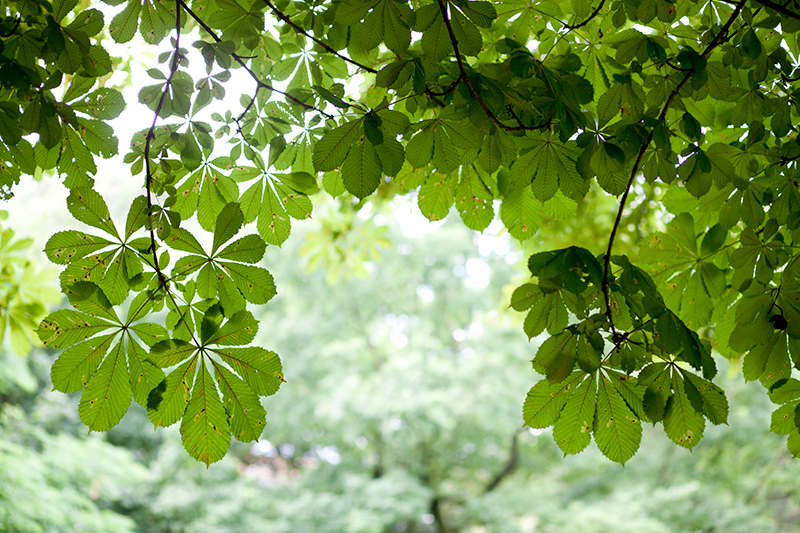 Botánica ramas verdes en París