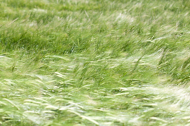 Botánica prado verde con viento moviendose